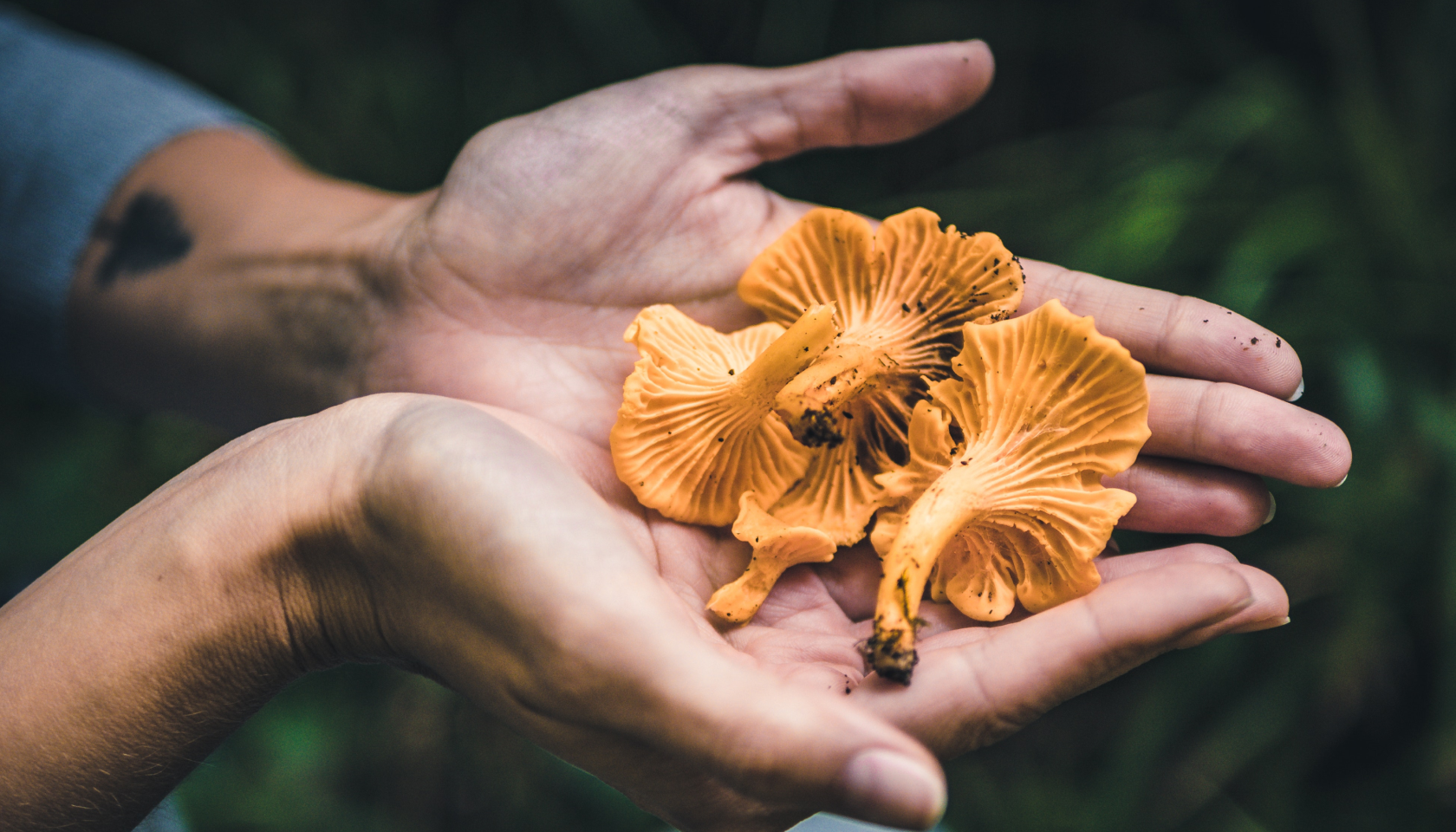 Setas Chanterelle recién recogidas colocadas sobre las manos de una persona.