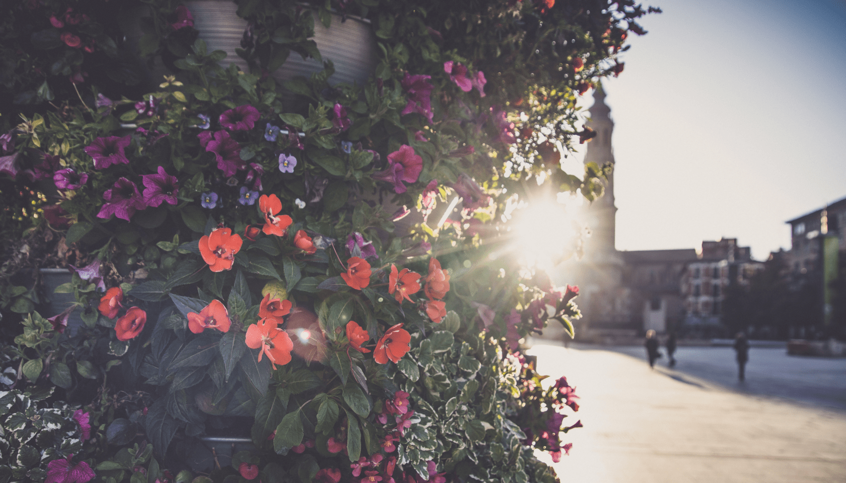 Conjunto de flores iluminadas por el sol en la plaza del Pilar de Zaragoza.
