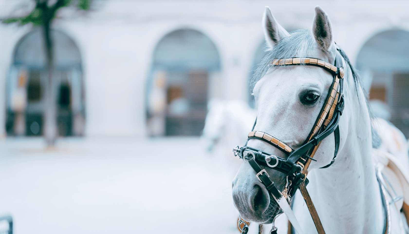 caballo blanco con cabezada marrón claro y bridas negras en una plaza.